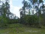 There's Just Something About the Swamps that Soothe My Senses!