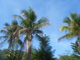 Florida Palms Sway Over Key Largo In the AM